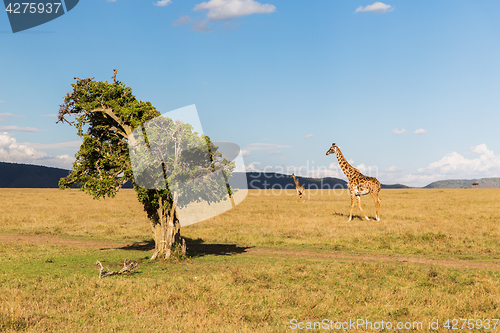 Image of giraffes in savannah at africa