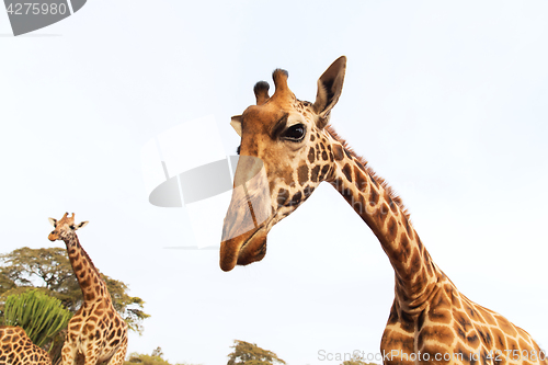 Image of giraffes in africa