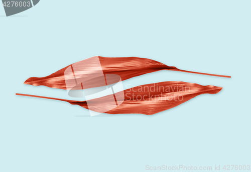 Image of red leaves on blue background