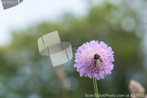 Image of Bumble bee on a flower head