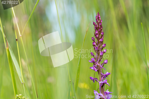 Image of Purple flower in a summer meadow