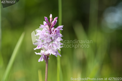 Image of Bright orchid wildflower