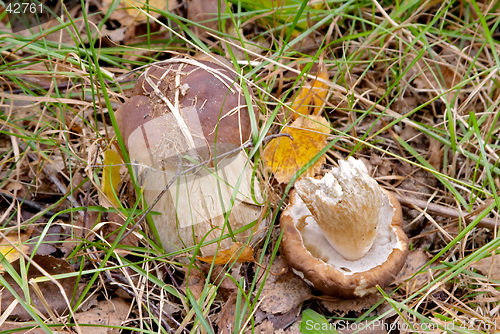 Image of Mushroom Boletus edulis (King Bolete, Porcini, Steinpilz, Cep), Gothenburg, Sweden