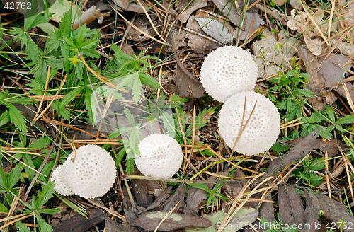 Image of Mushroom Lycoperdon perlatum (Devil's Snuffbox, Puffball), Gothenburg, Sweden