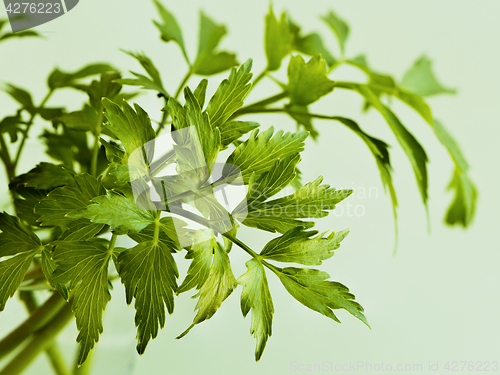 Image of Leaves of lovage