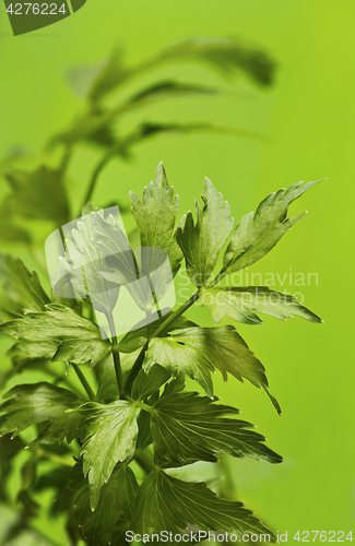 Image of Leaves of lovage