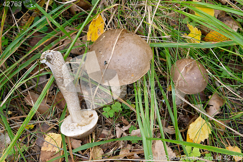 Image of Mushroom Leccinum scabrum (Birch Bolete), Gothenburg, Sweden