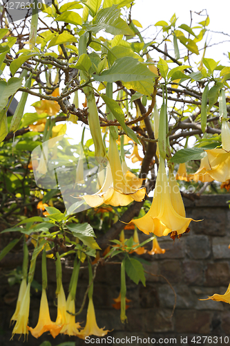 Image of Yellow brugmansia named angels trumpet or Datura flower 