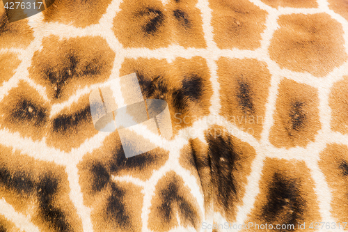 Image of close up of giraffe skin pattern