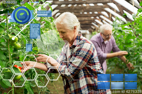 Image of old woman picking tomatoes up at farm greenhouse