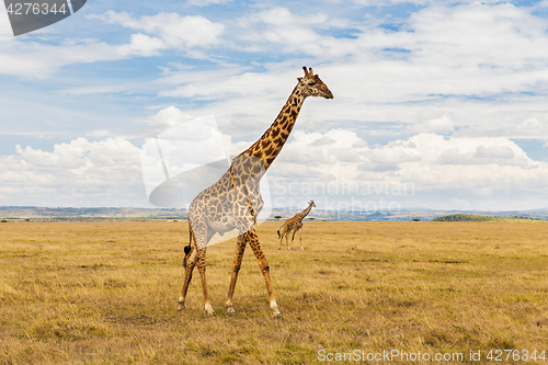 Image of giraffes in savannah at africa