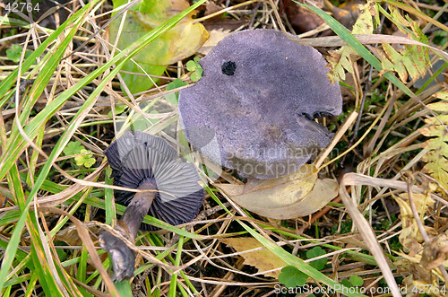 Image of Mushroom Cortinarius violaceus subesp. harcynicus (Violet Webcap), Gothenburg, Sweden