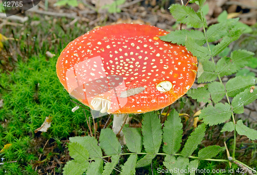 Image of Red hallucinogen mushroom Amanita muscaria muscaria (Fly Agaric, Fly Amanita, Fly Mushroom), Gothenburg, Sweden