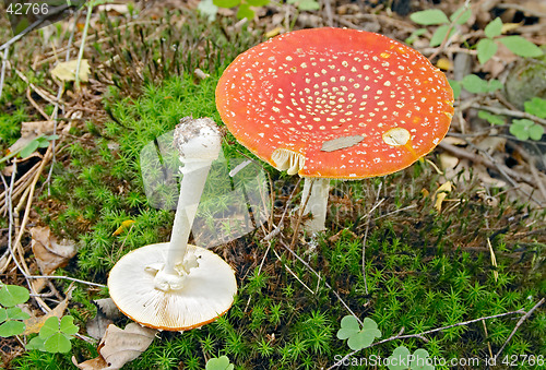 Image of Red hallucinogen mushroom Amanita muscaria muscaria (Fly Agaric, Fly Amanita, Fly Mushroom), Gothenburg, Sweden