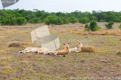 Image of pride of lions resting in savannah at africa