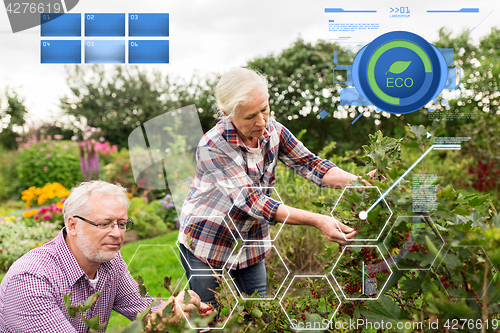 Image of senior couple harvesting currant at summer garden