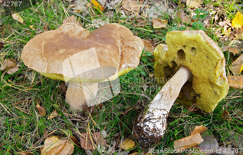 Image of Mushroom Boletus edulis (King Bolete, Porcini, Steinpilz, Cep), Gothenburg, Sweden