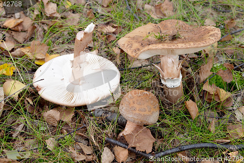 Image of Brown spotted mushroom in a wood, Gothenburg, Sweden