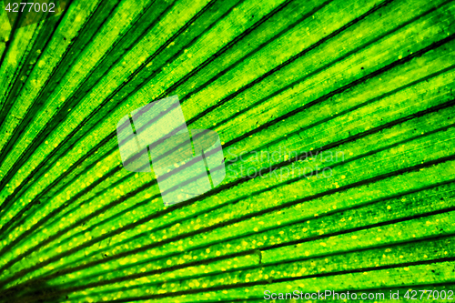 Image of green palm tree leaf background