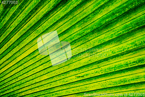 Image of green palm tree leaf background