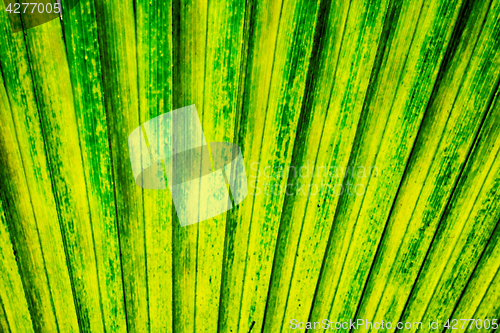 Image of green palm tree leaf background