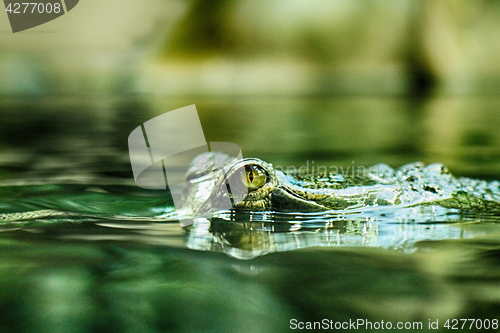 Image of crocodile head and eyes