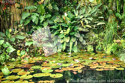 Image of green jungle background