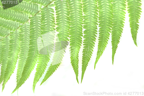 Image of green leaf background