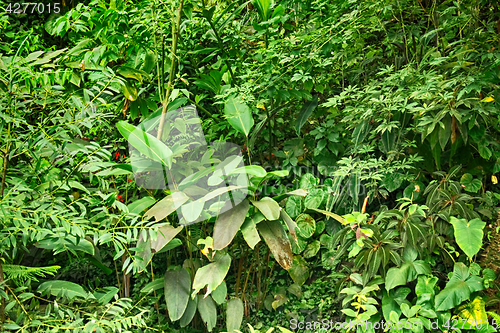Image of green jungle background