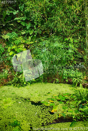 Image of green jungle background
