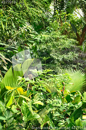 Image of green jungle background