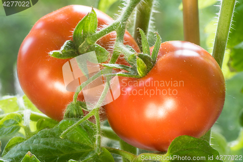 Image of Ripe Tomatoes Growing Closeup