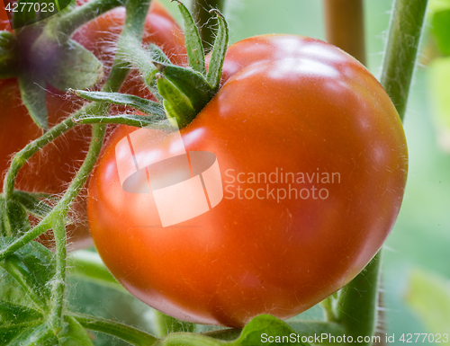 Image of Ripe Tomatoes Growing Closeup