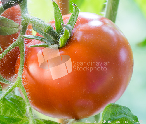 Image of Ripe Tomatoes Growing Closeup