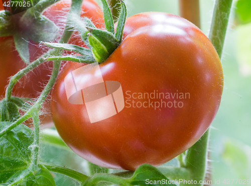 Image of Ripe Tomatoes Growing Closeup