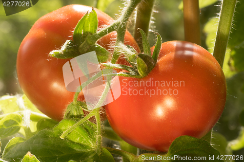 Image of Ripe Tomatoes Growing Closeup