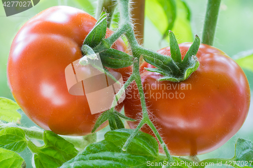 Image of Ripe Tomatoes Growing Closeup