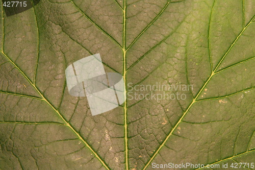 Image of Green leaf