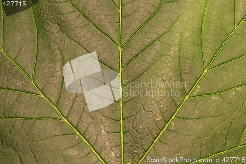 Image of Green leaf