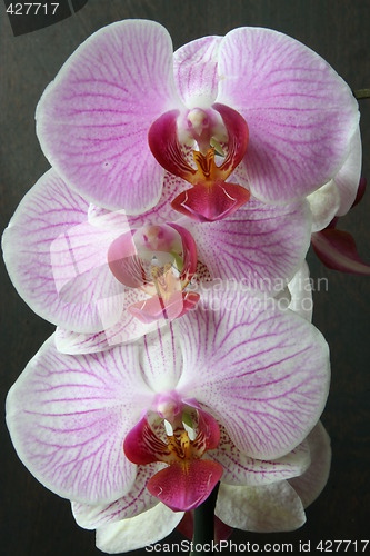 Image of Orchid