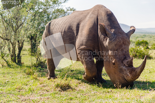 Image of rhino grazing in savannah at africa