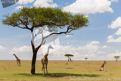 Image of giraffes in savannah at africa