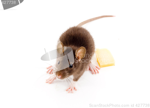 Image of Brown Rat