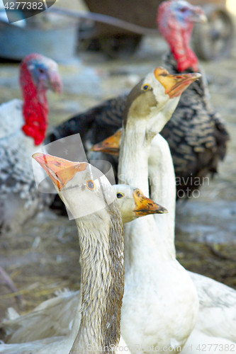 Image of geese and turkeys