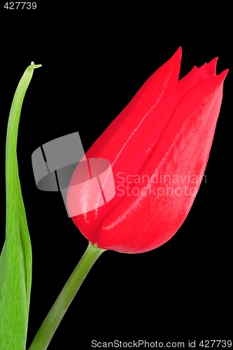 Image of Red Tulip