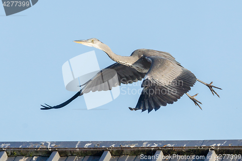 Image of Great blue heron taking off
