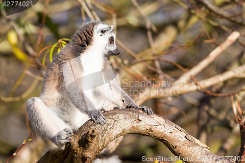 Image of Ring-tailed lemur (Lemur catta)