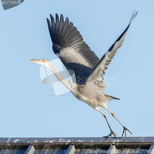 Image of Great blue heron taking off