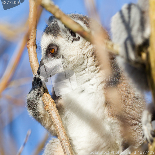 Image of Ring-tailed lemur (Lemur catta)