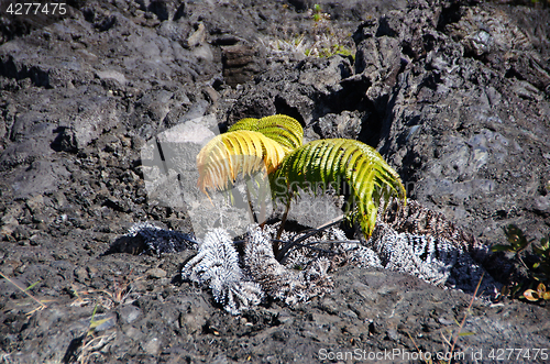 Image of Lava at Hawaii, United States of America